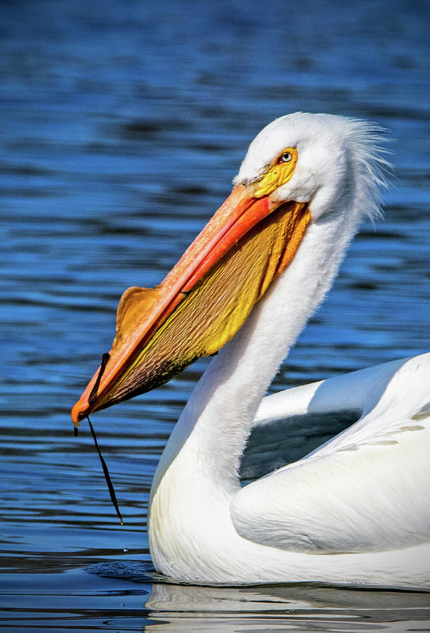 North American White Pelican Photograph by Ira Marcus