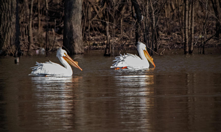 North American White Pelicans Photograph by Ira Marcus