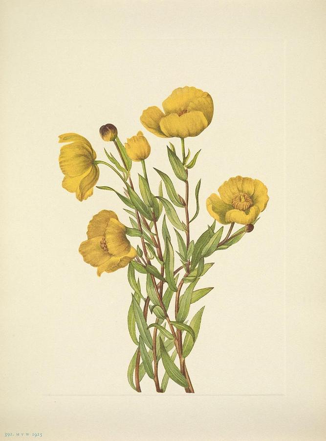 North American wild flowers , Washington, D.C. Smithsonian Institution ...