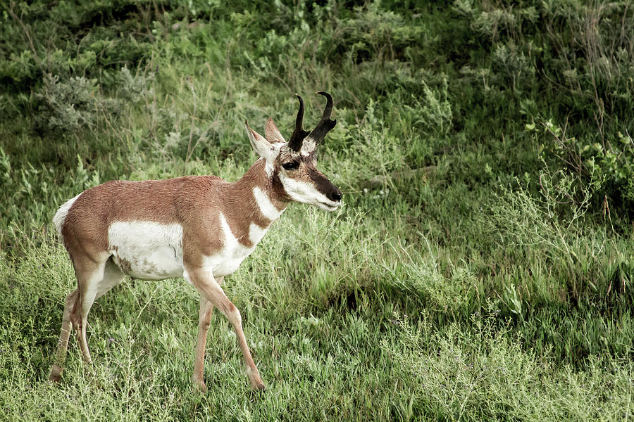 North American Wildlife Pronghorn Antelope Photograph by ...