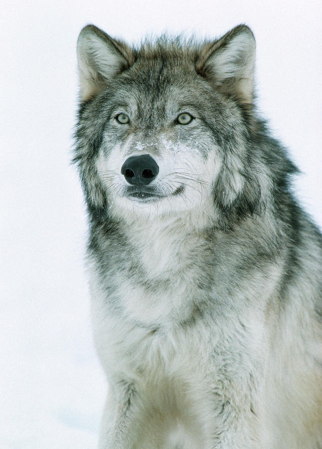 North American Wolf In Winter Canis Photograph by Nhpa