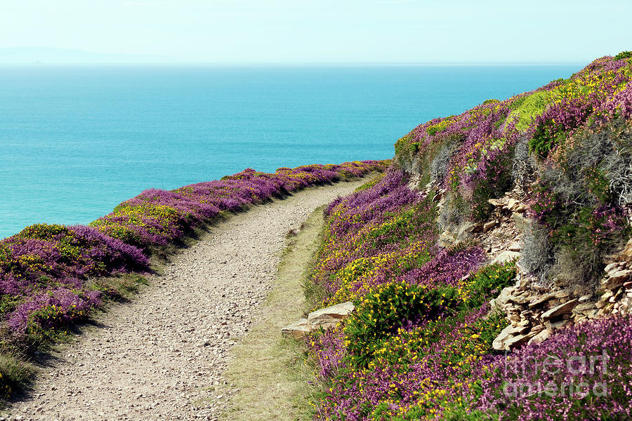 North Cornwall Coast Path Heather and Gorse Photograph by Terri Waters