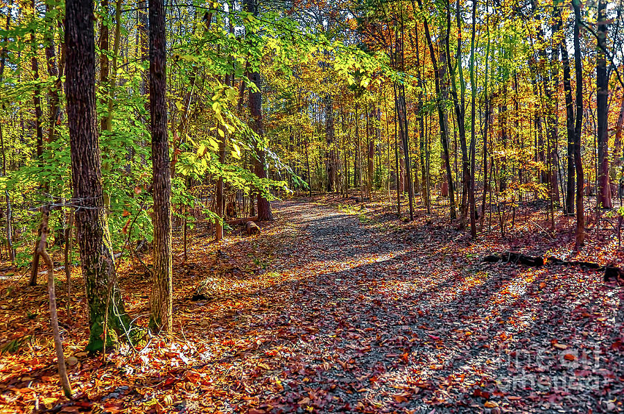 North Forest Path by James Foshee North Forest Path by James Foshee