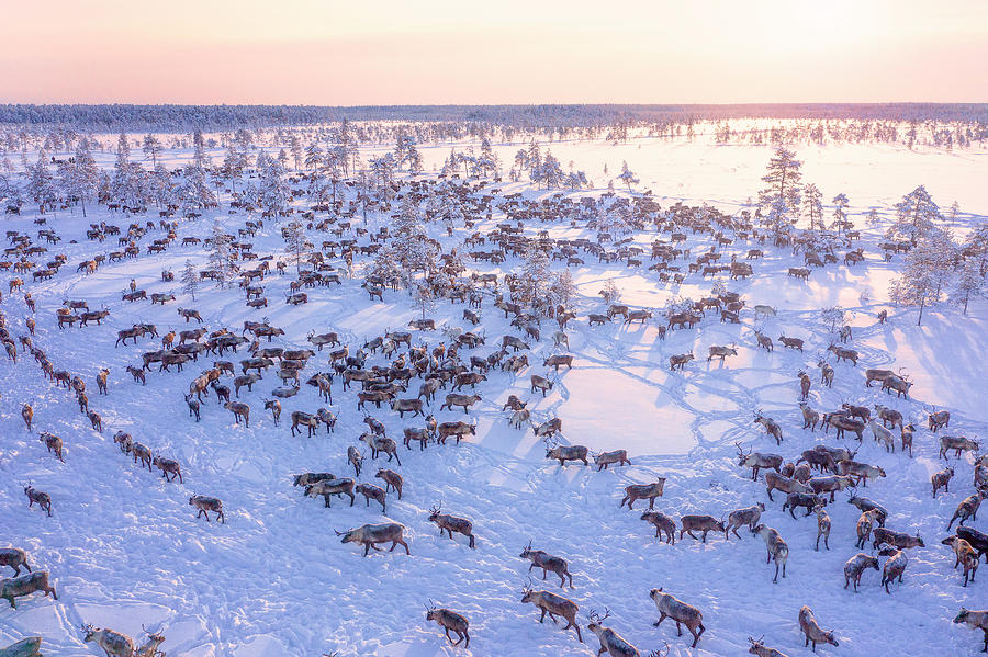 Reindeers Photograph - North Of Russia - Wilde Reindeers by Patrik Minar