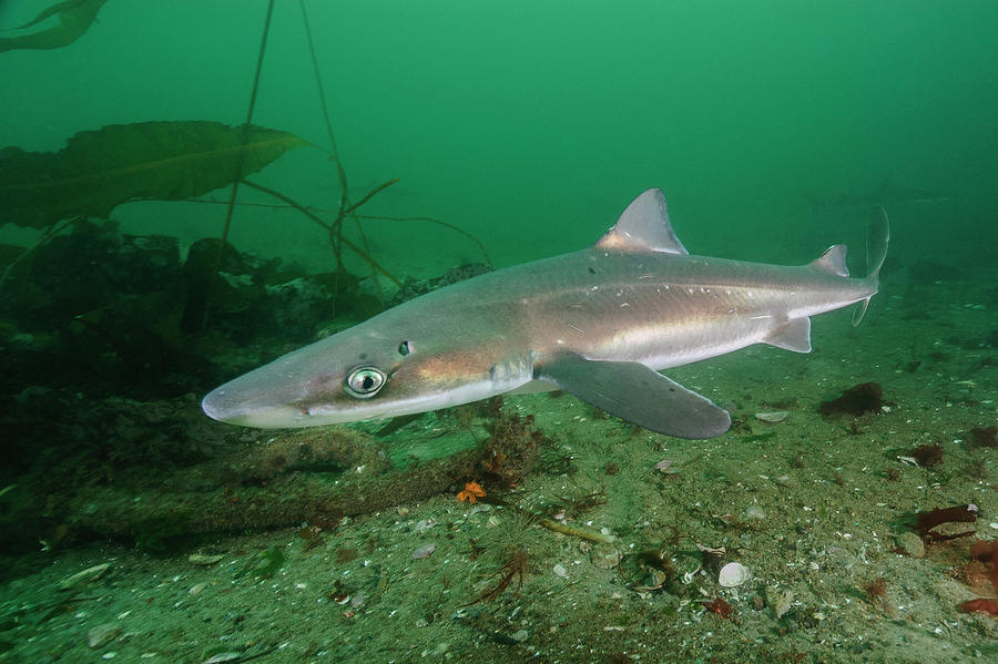 Wildlife Photograph - North Pacific Spiny Dogfish . Quadra Island, British by Andy Murch / Naturepl.com