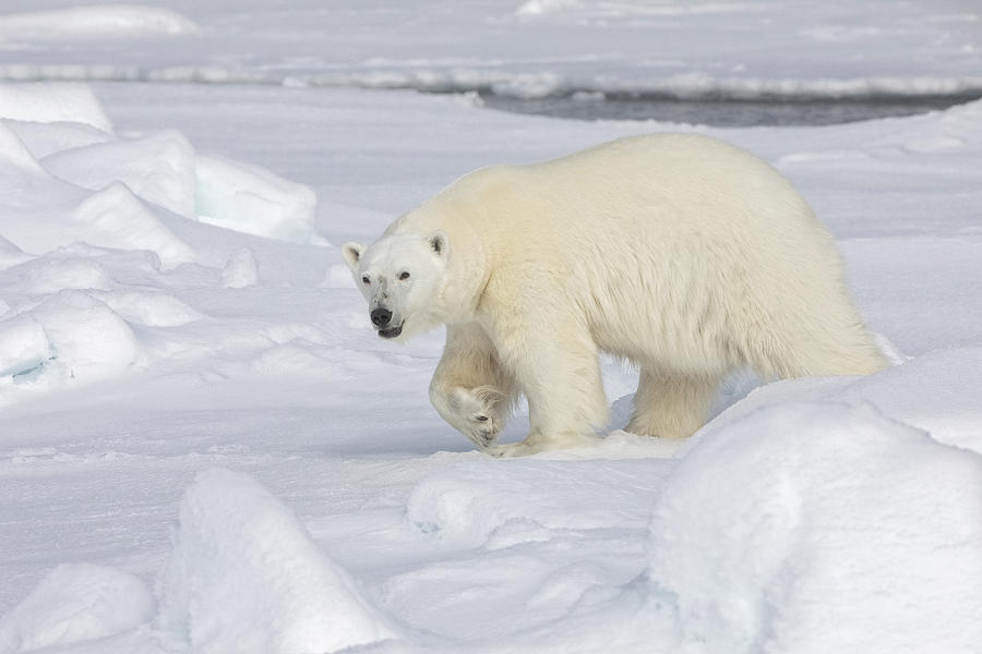 North Pole Polar Bear 1 Photograph by Steven Upton