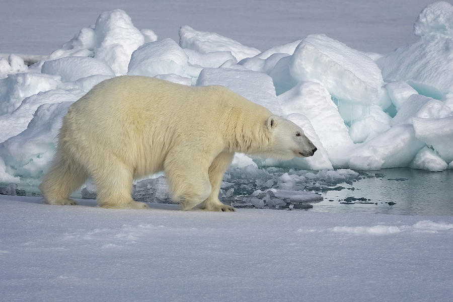 North Pole Polar Bear 2 Photograph by Steven Upton