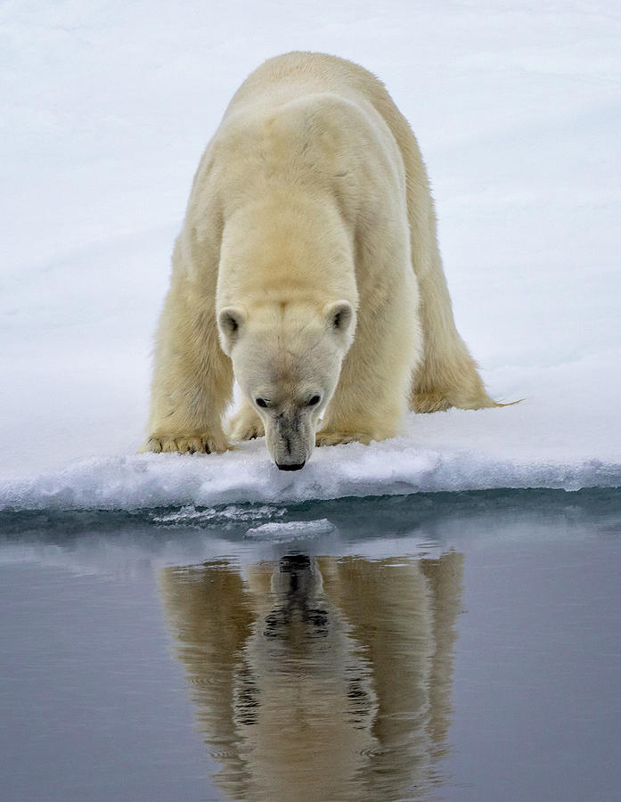 North Pole Polar Bear 3 Photograph by Steven Upton