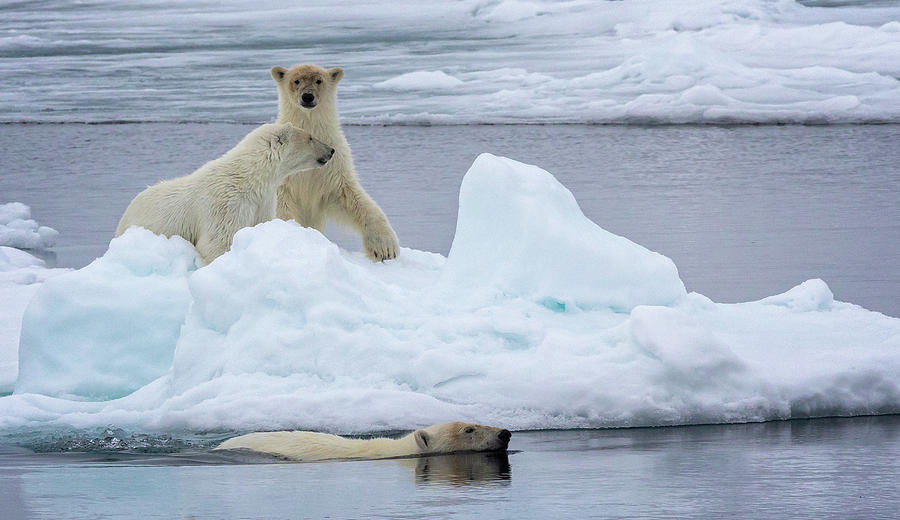 North Pole Polar Bear 4 Photograph by Steven Upton