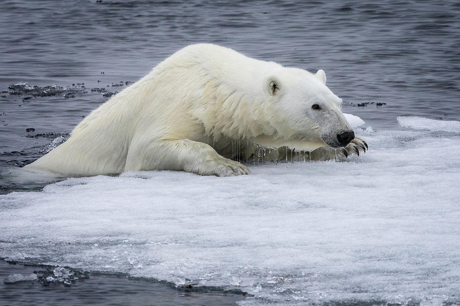 North Pole Polar Bear 5 Photograph by Steven Upton