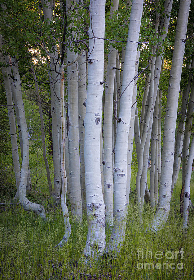 North Rim Birch Trees Photograph by Inge Johnsson