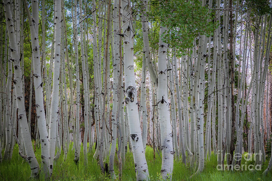 North Rim Birches Photograph by Inge Johnsson