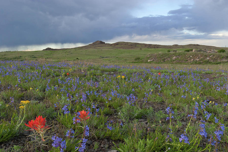 North Table Mountain Evening Wildflower Landscape 1 Photograph by Cascade Colors