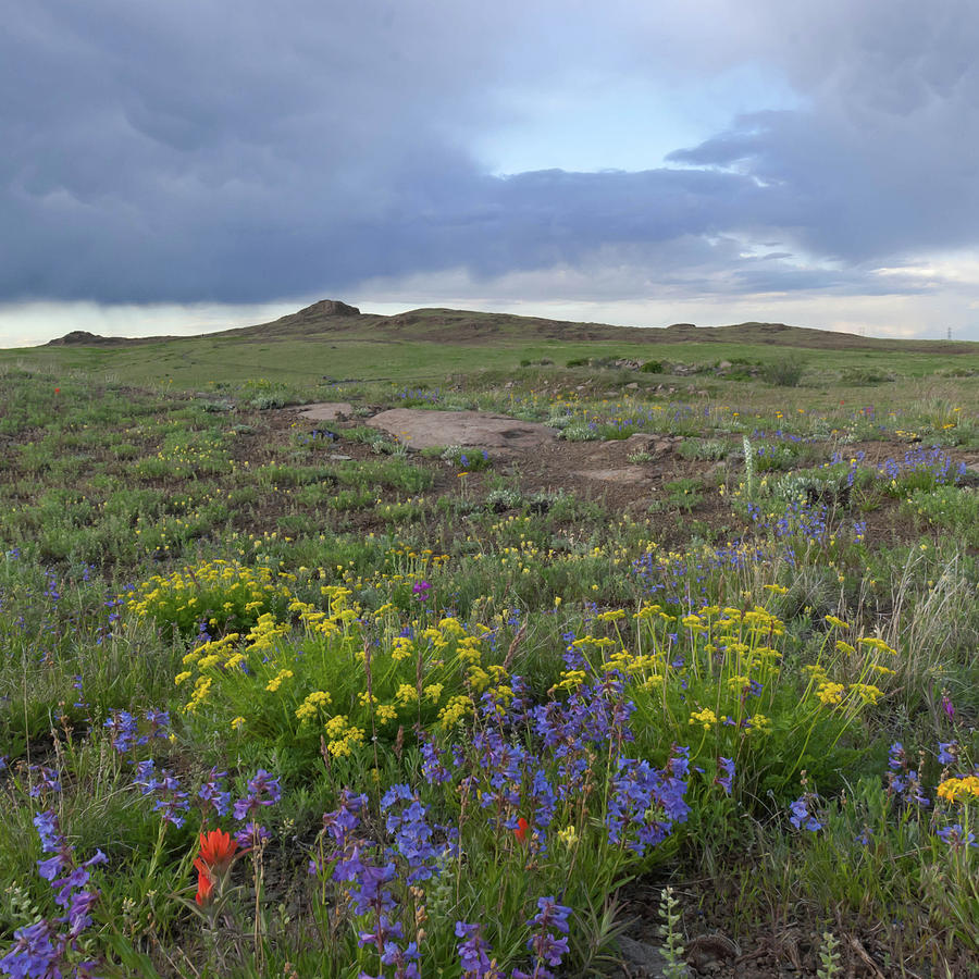 North Table Mountain Evening Wildflower Landscape 2 Photograph by Cascade Colors