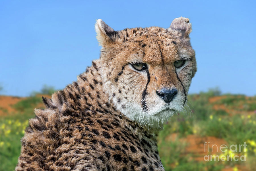 Northeast African Cheetah Photograph by Arterra Picture Library