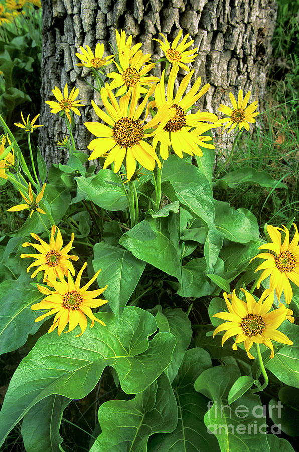 Northern Balsamroot Wildflower Balsamorhiza Deltiodes  Photograph by Dave Welling
