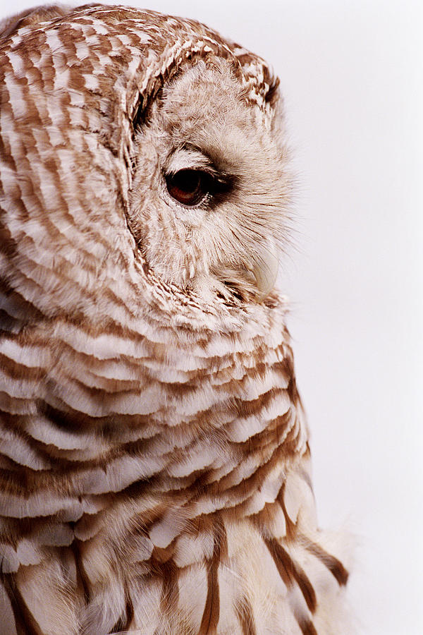 Northern Barred Owl Strix Varia Photograph by Chad Baker/jason Reed/ryan Mcvay