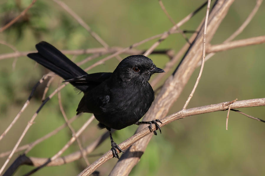 Northern Black Flycatcher by Thomas Kallmeyer Northern Black Flycatcher by Thomas Kallmeyer