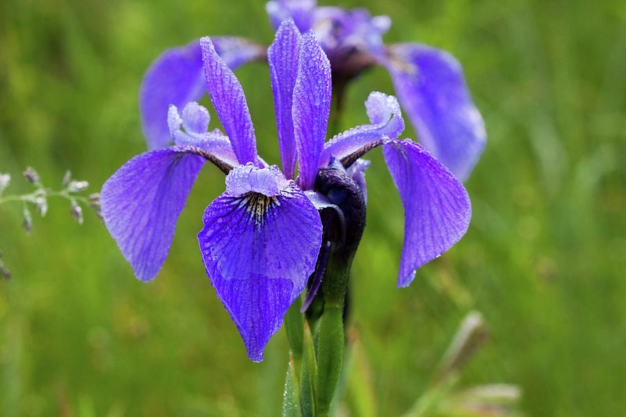 Northern Blue Iris Photograph by Gail Jankus