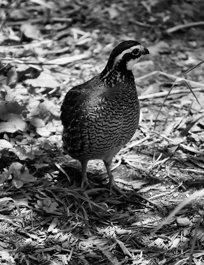 Northern Bobwhite BW Photograph by Flees Photos