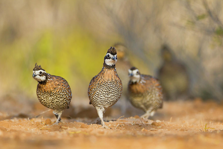 Northern Bobwhite Quail Colinus Photograph by Danita Delimont