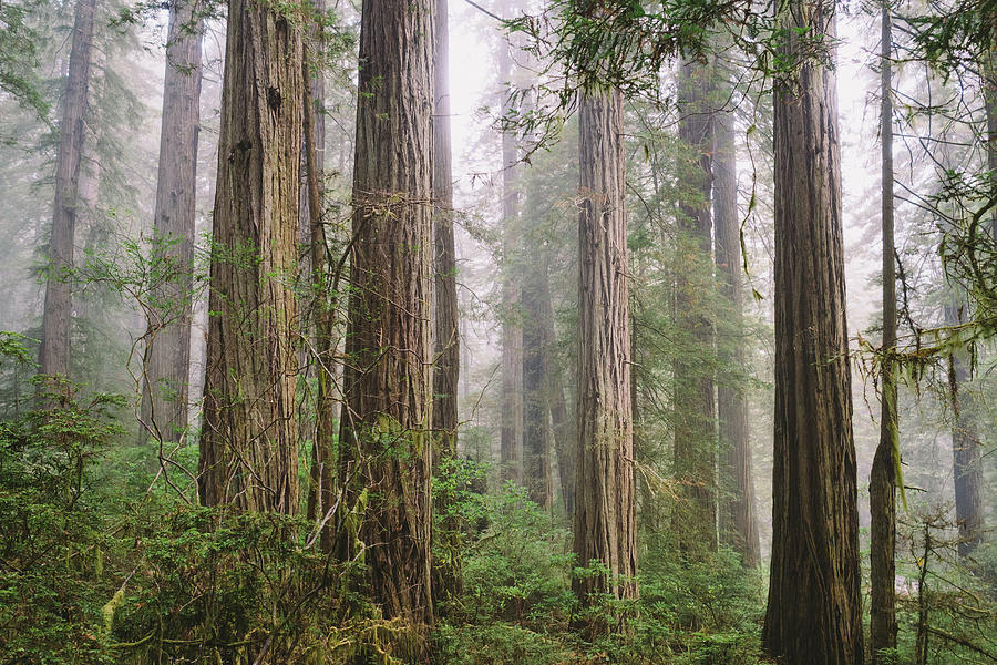 Northern Californias Redwoods Photograph by David Hoefler