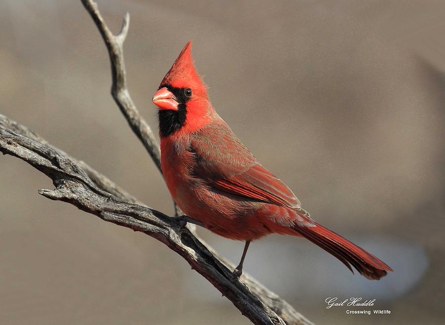 Northern Cardinal 211 Photograph by Gail Huddle | Fine Art America