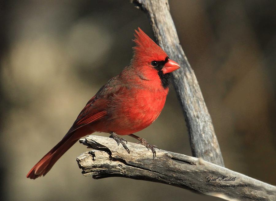 Northern Cardinal 527 Photograph By Gail Huddle 