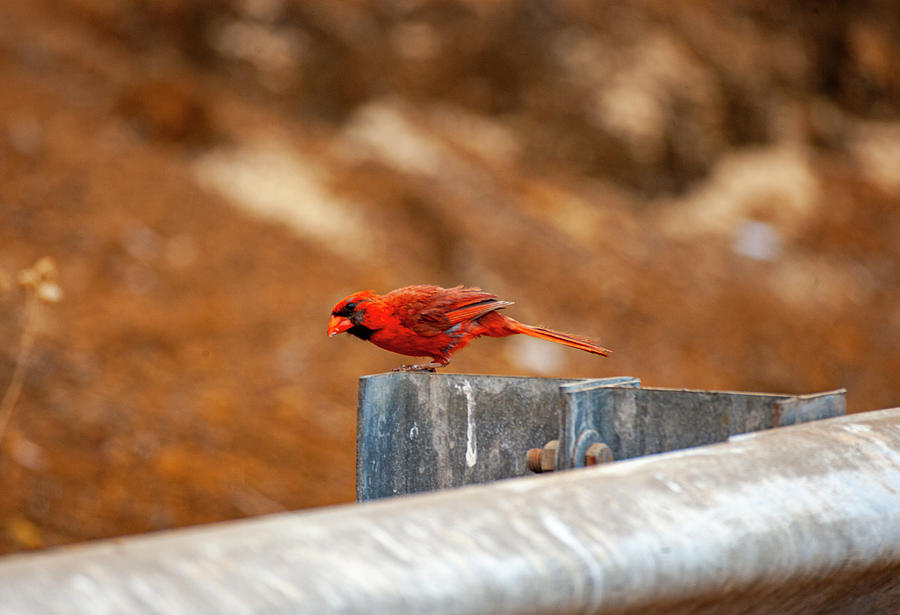 Northern Cardinal Photograph by Anthony Jones