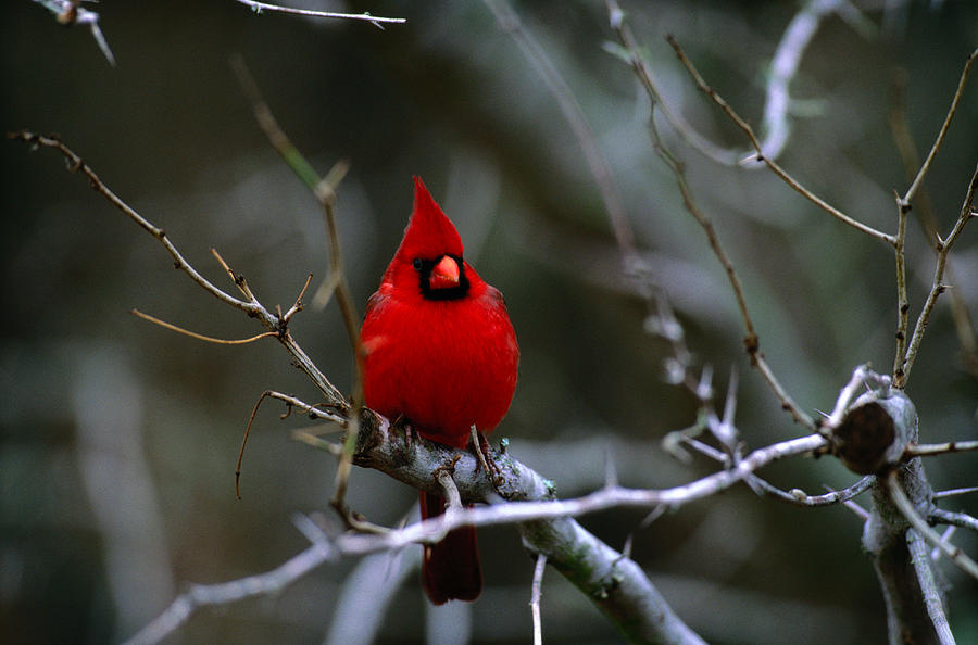 Northern Cardinal Cardinalis Cardinalis Photograph by Art Wolfe