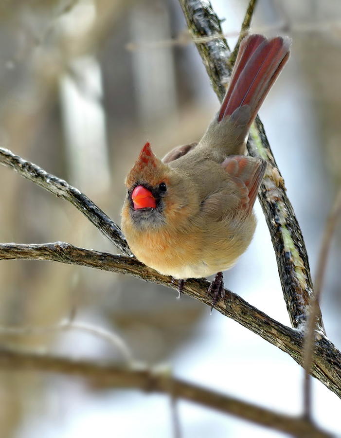 Winter Photograph - Northern Cardinal Female In Winter by Lyuba Filatova