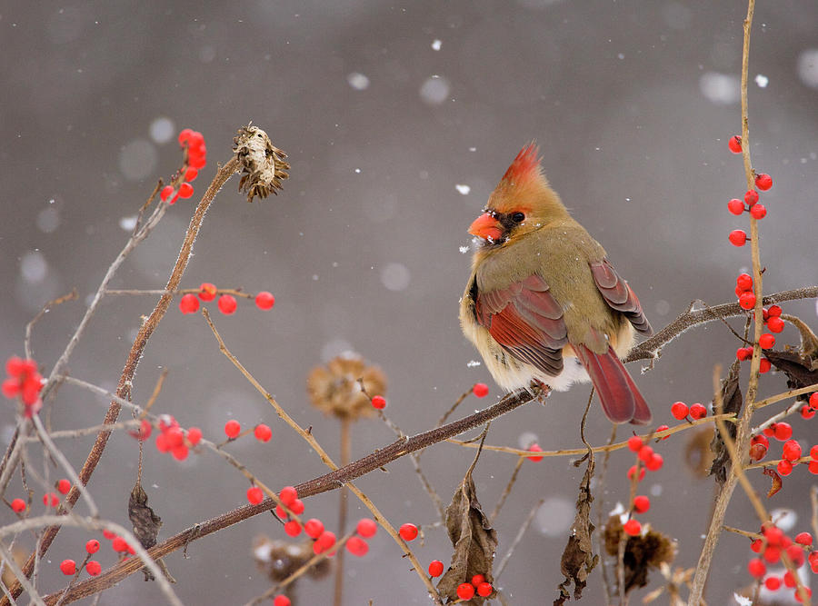 Northern Cardinal Female Perched Amid Berries And Seedheads Photograph by Marie Read / Naturepl.com Northern Cardinal Female Perched Amid Berries And Seedheads Photograph by Marie Read / Naturepl.com