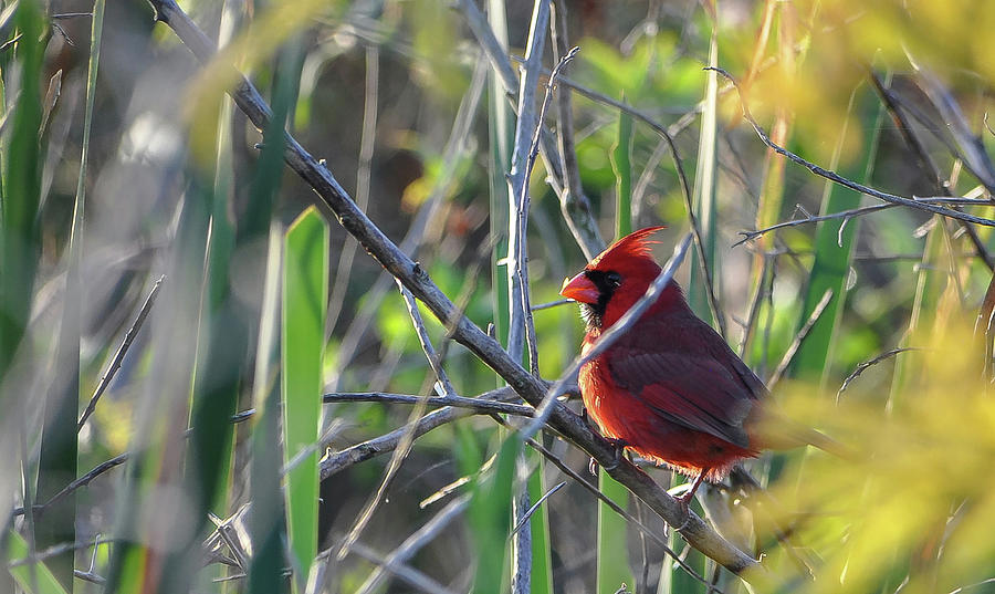Northern Cardinal Photograph by Gene Bollig