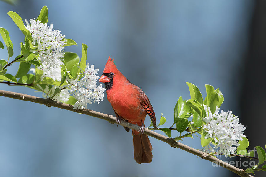 Northern Cardinal in Early Spring Photograph by Bonnie Barry