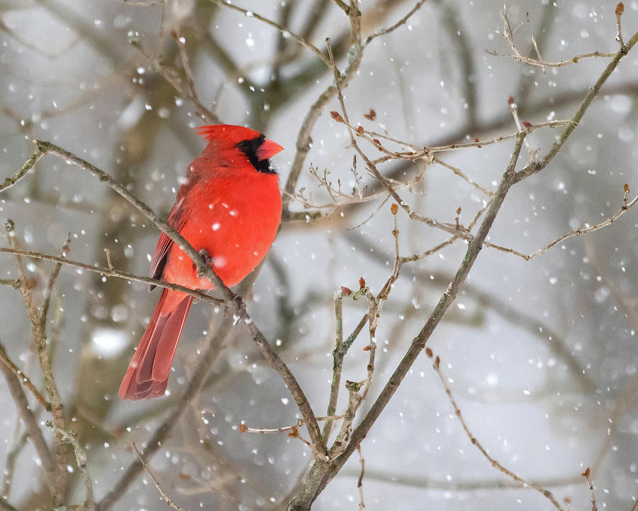 Northern Cardinal in Snow #1 Photograph by Mindy Musick King