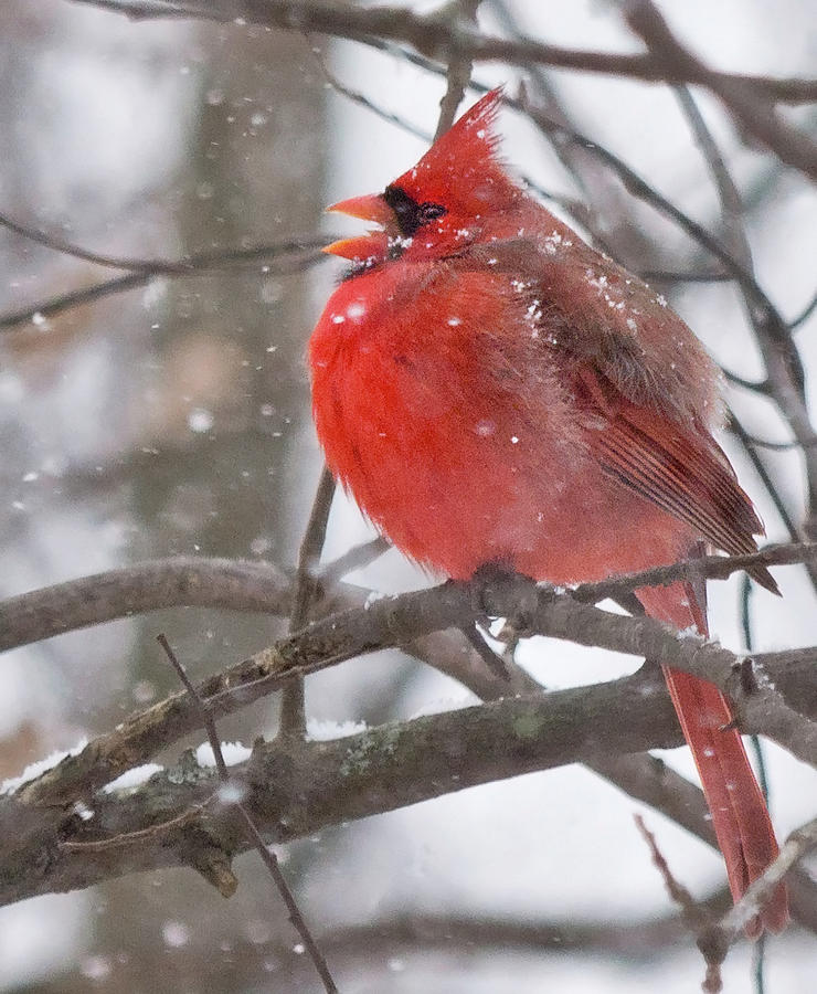 Northern Cardinal in Snow Photograph by Scott Miller