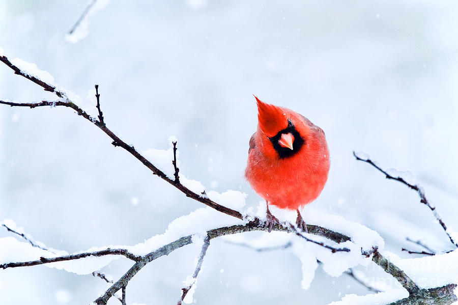 Northern Cardinal in Winter 1 Photograph by Rachel Morrison