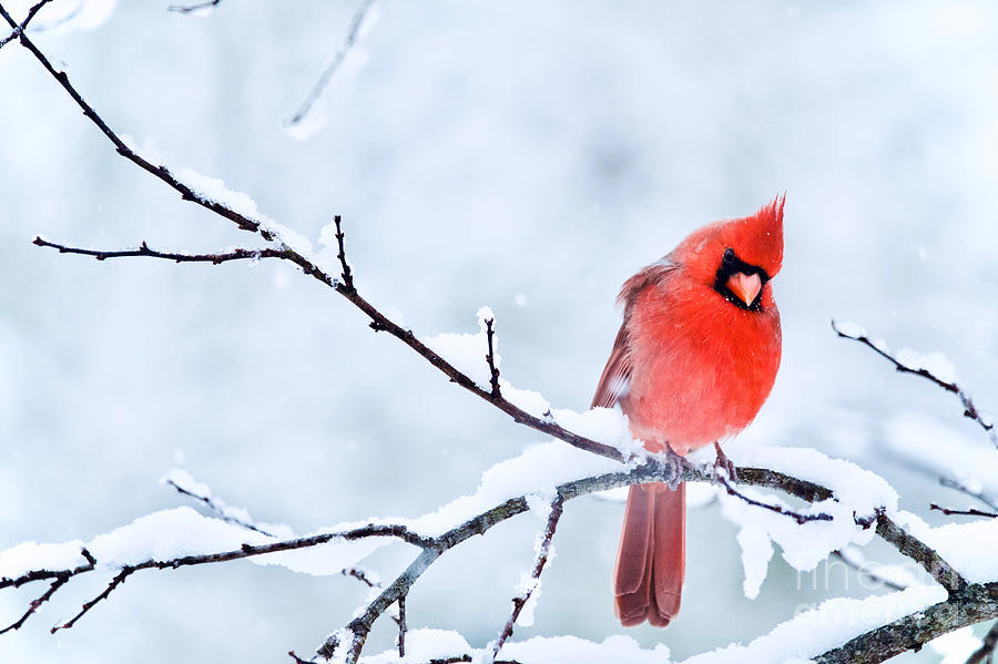 Northern Cardinal in Winter 2 Photograph by Rachel Morrison