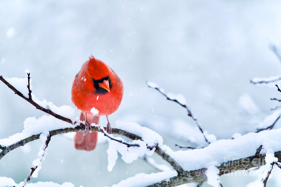 Northern Cardinal in Winter 3 Photograph by Rachel Morrison