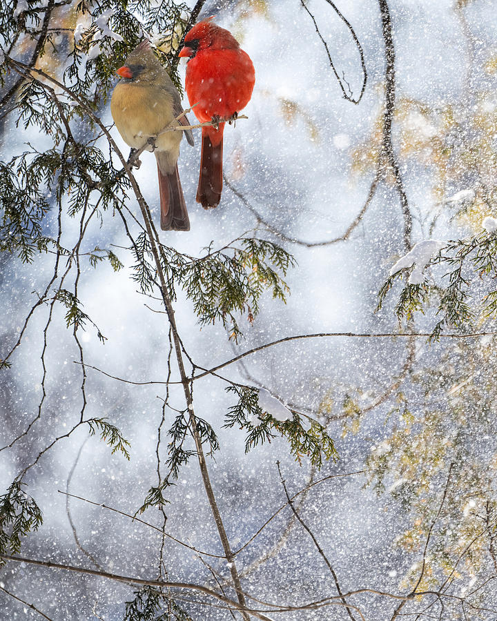 Bird Photograph - Northern Cardinal Love Affair by Sandra Rust