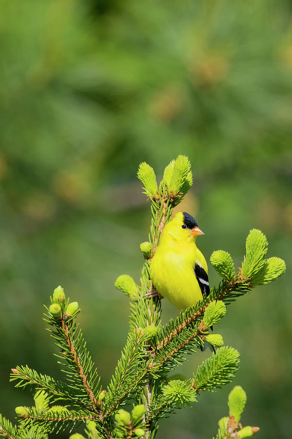 Northern Cardinal Male In Spruce Tree Photograph by Richard and Susan ...