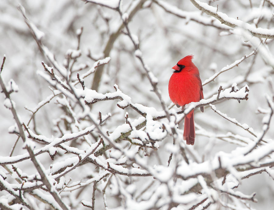Northern Cardinal Male Perched Amid Snow-covered Branches Photograph by Marie Read / Naturepl.com Northern Cardinal Male Perched Amid Snow-covered Branches Photograph by Marie Read / Naturepl.com
