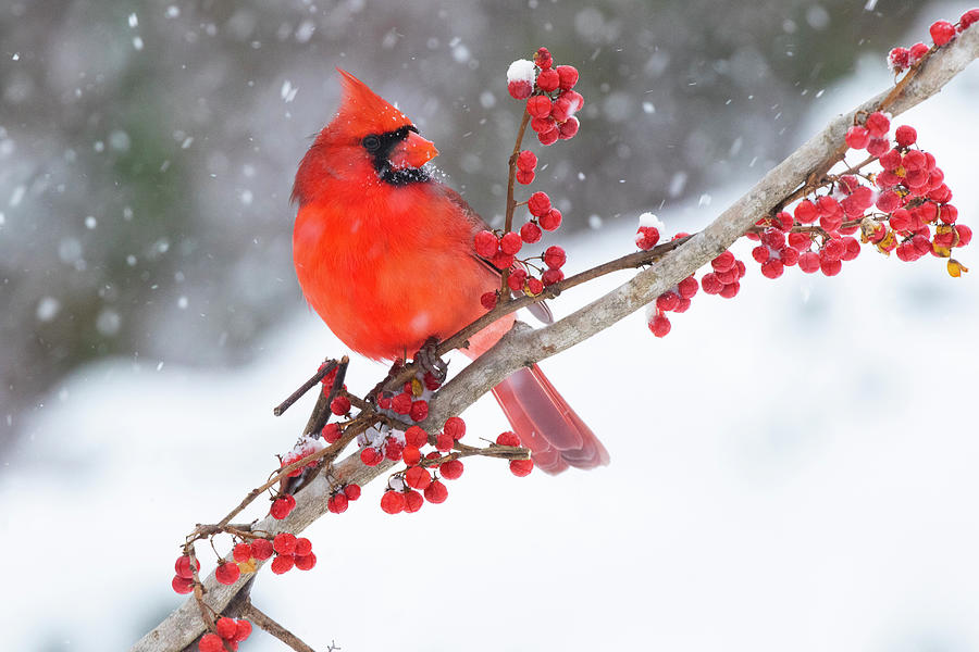 Northern Cardinal Male, Perched On Branch During Snow Photograph by Lynn M Stone / Naturepl.com Northern Cardinal Male, Perched On Branch During Snow Photograph by Lynn M Stone / Naturepl.com
