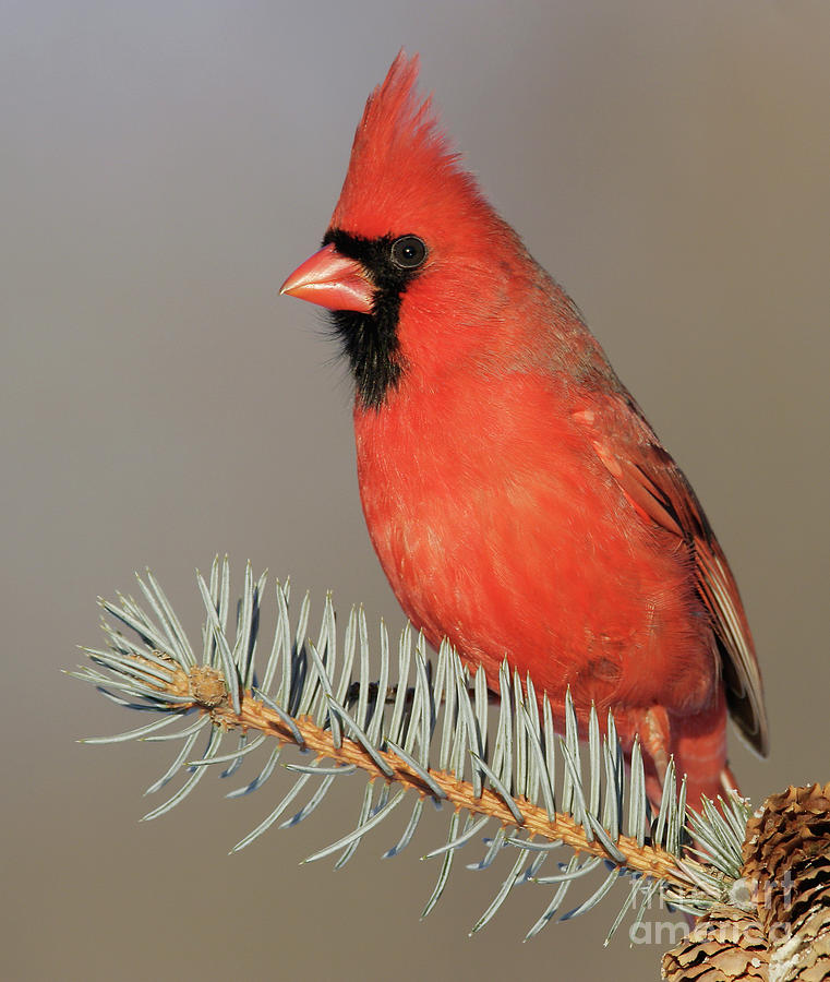 Northern Cardinal Photograph by Manuel Presti/science Photo Library