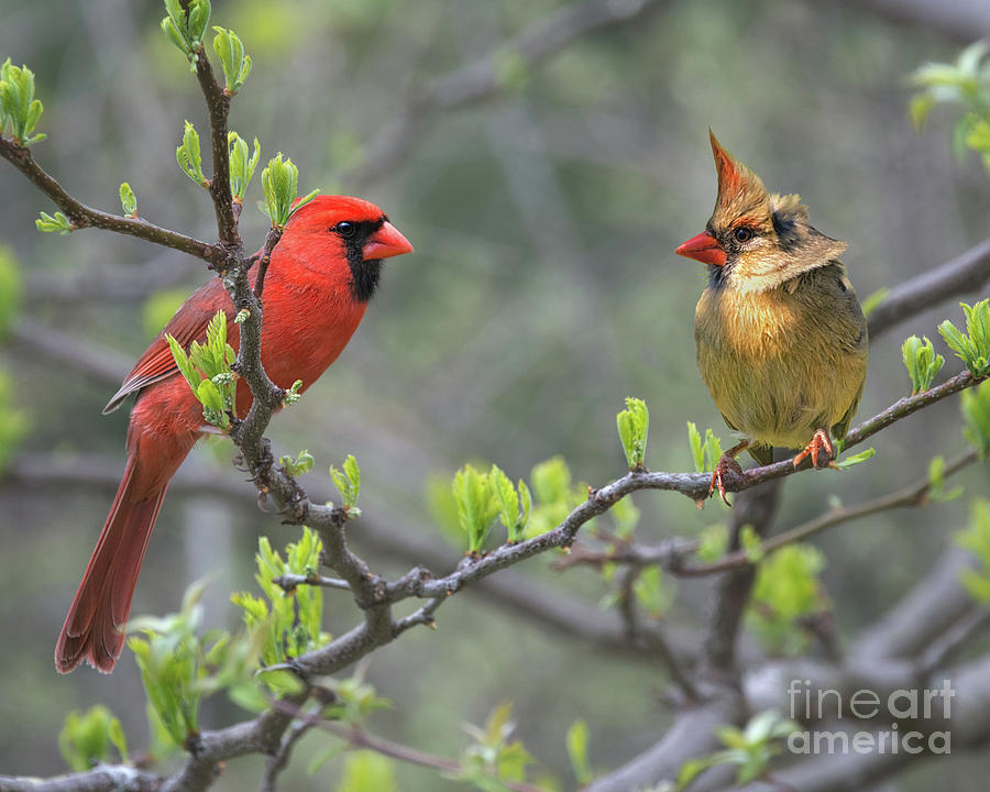 Northern Cardinal Pair Photograph by Timothy Flanigan