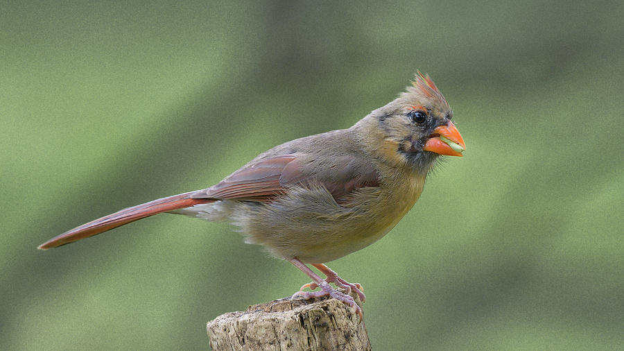 Northern Cardinal by Philip Duff Northern Cardinal by Philip Duff