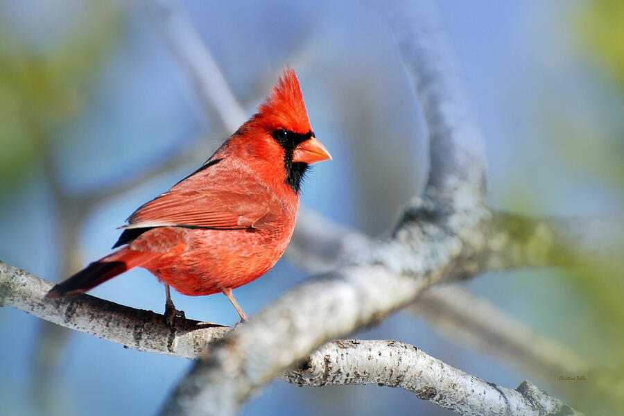 Cardinal Photograph - Northern Cardinal Scarlet Blaze by Christina Rollo