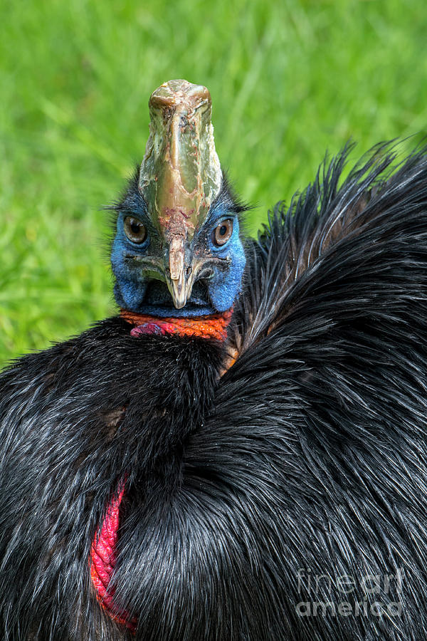 Northern Cassowary Photograph by Arterra Picture Library