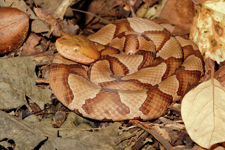 Northern Copperhead On Leaf Litter Photograph by David Kenny
