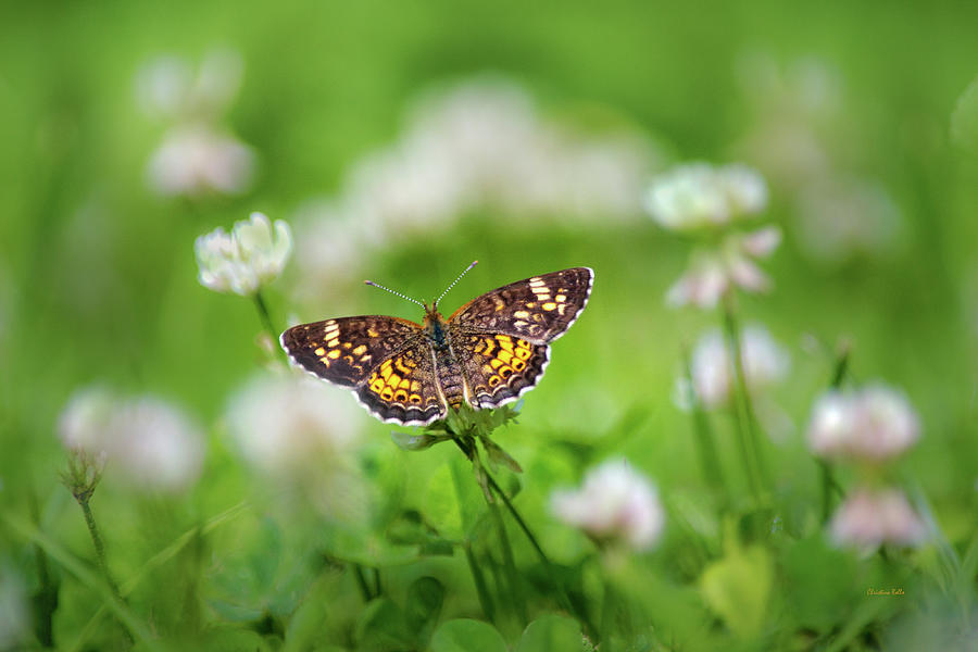 Northern Crescent Butterfly Photograph by Christina Rollo